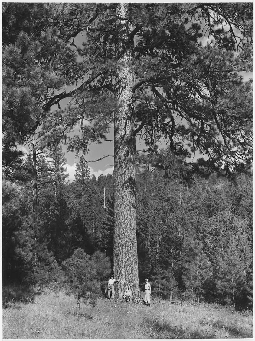 Ponderosa Pine Stephen Bodio